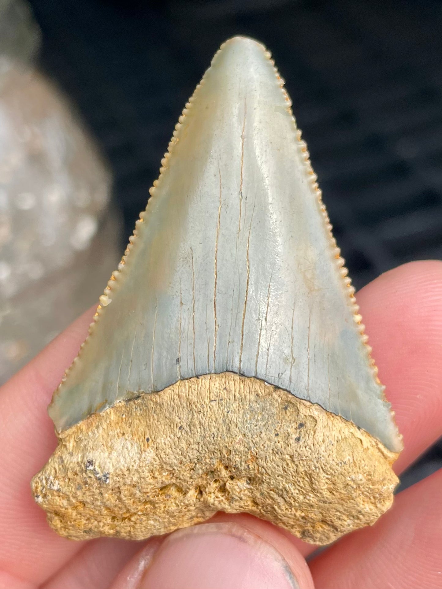 1.8 inch Great white shark tooth