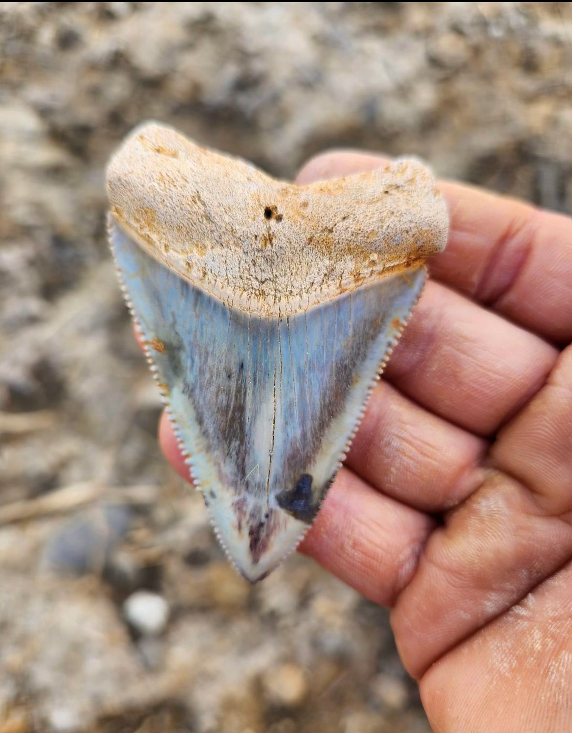 Shark teeth