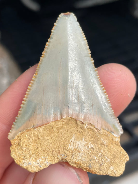 1.8 inch Great white shark tooth